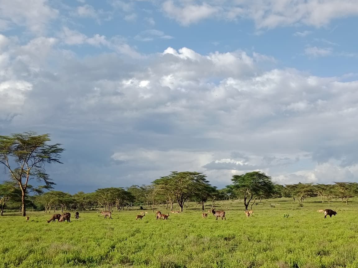 Naivasha Sanctuary Farm: Complete Guide (2026): Best Time, Night drives & Wildlife