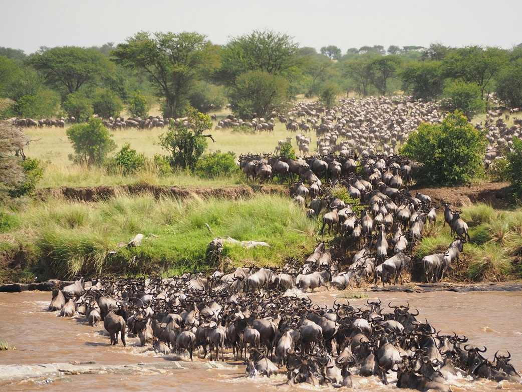 Serengeti National Park Complete Guide (2026): Great Migration Map, Regions & Wildlife
