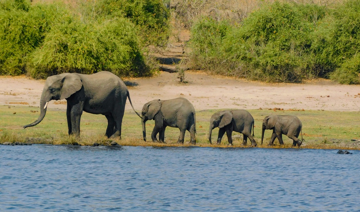 Chobe National Park Complete Guide (2026): Best Time, Map & Wildlife