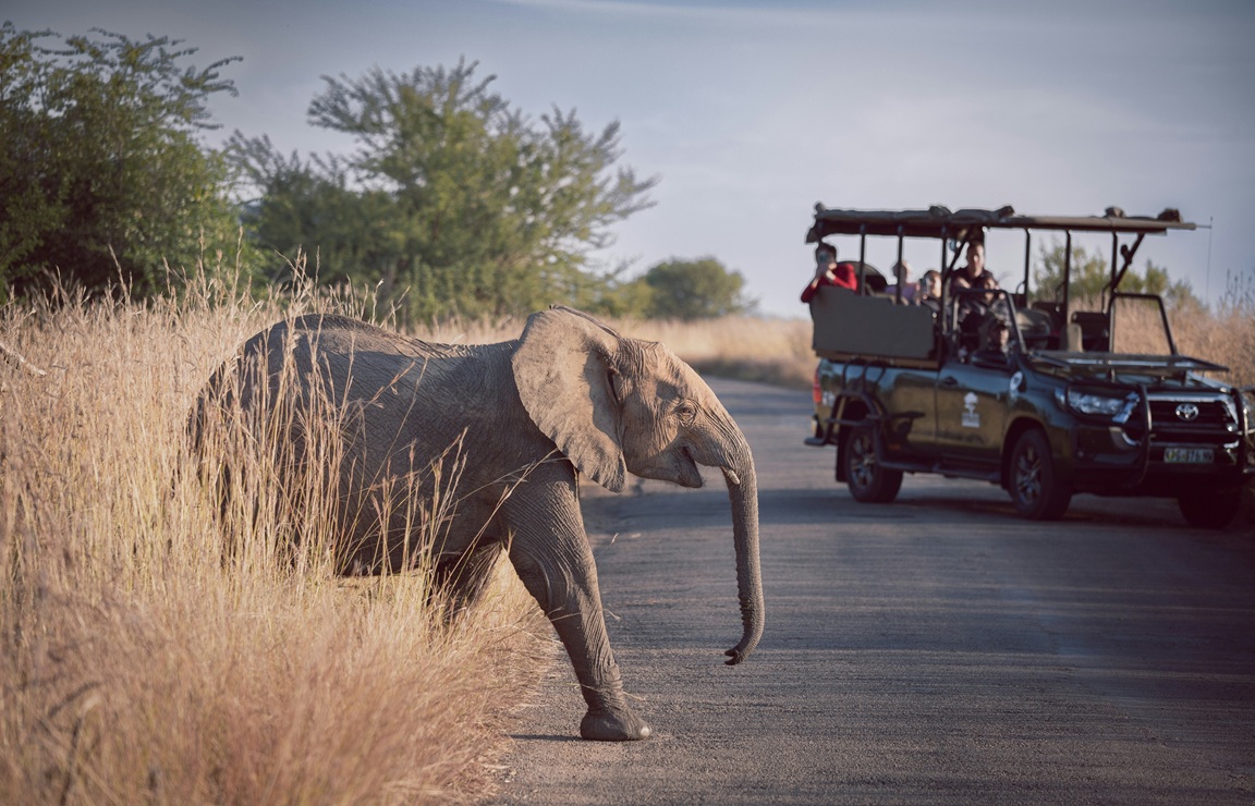 You can’t miss those Top 10 safari hotels that can organise a breathtaking safari for you! (2026 Guide)