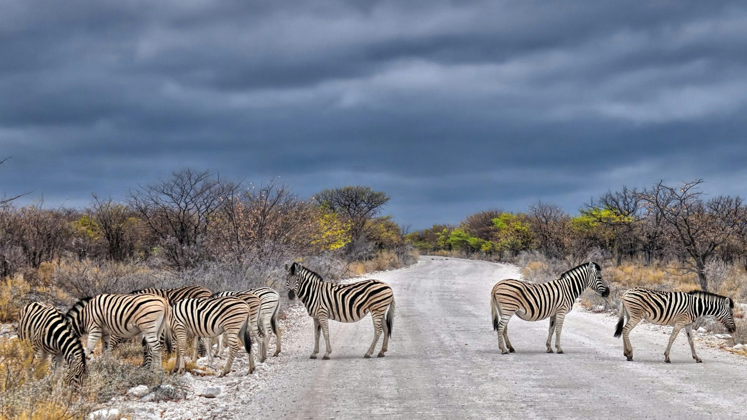 Etosha National Park Guide (2026): Best Time & Map