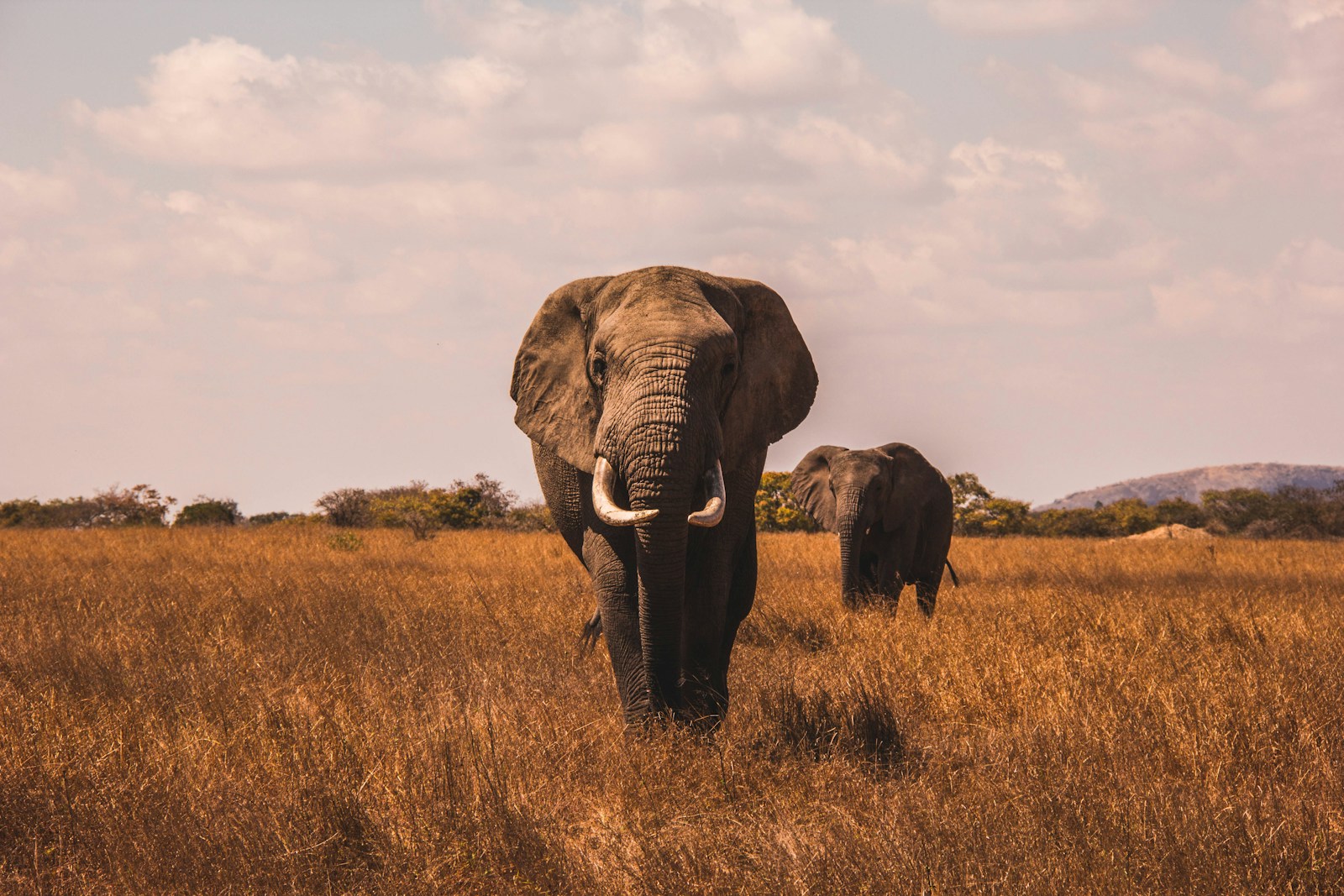 Mashatu Game Reserve Guide: Map & Best Time (2026)