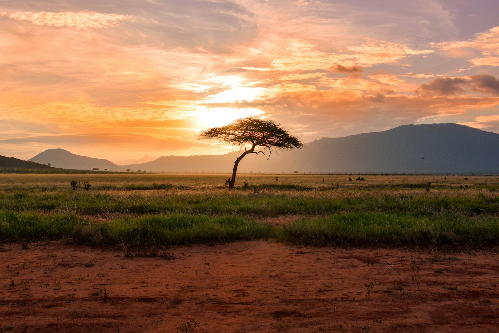 Acacia tree at sunset on a Kenyan safari