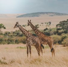 Safari holidays in Africa