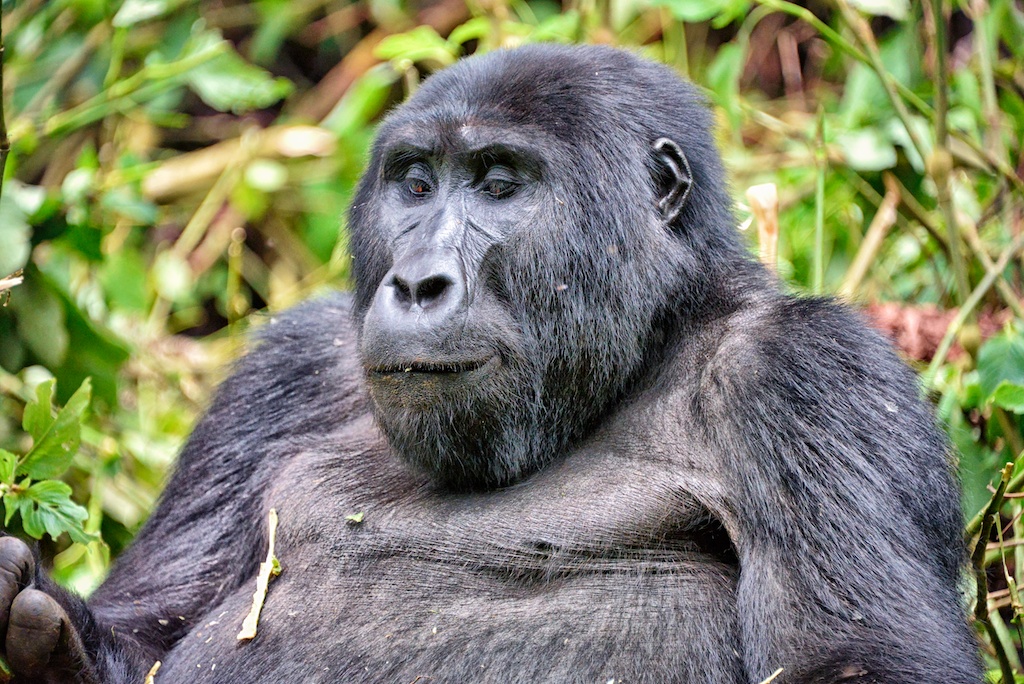 Bwindi National Park Guide (2026): Gorilla Trekking, Permits, Sectors & Map