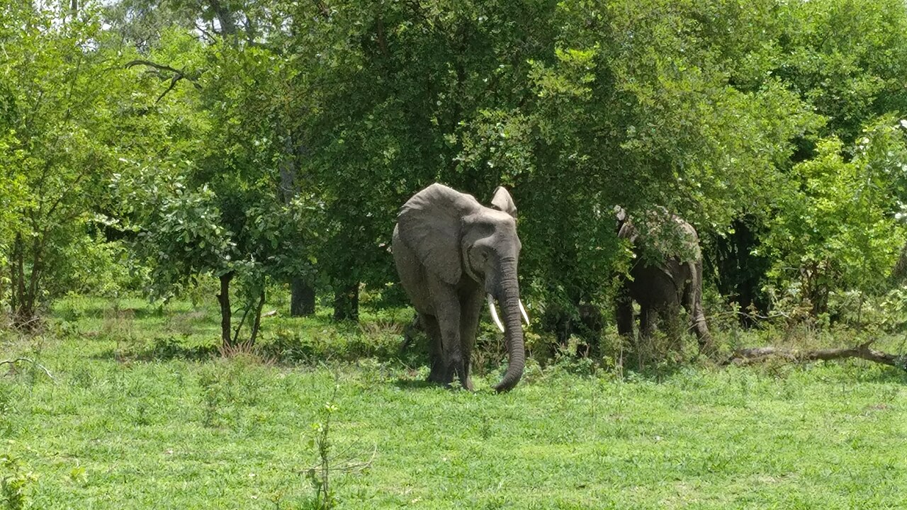 South Luangwa National Park: Best Time, Map & Safari Guide (2026)