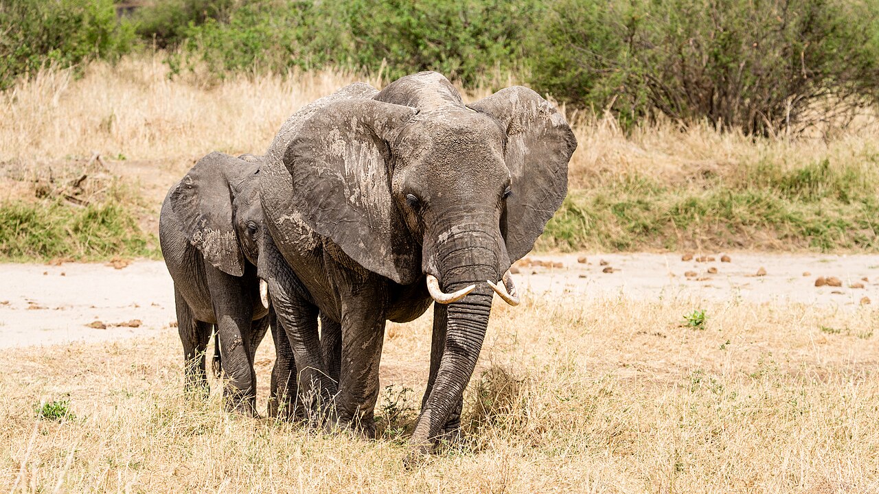 Tarangire Nationalpark: Safari, beste Reisezeit & Karte (2026)