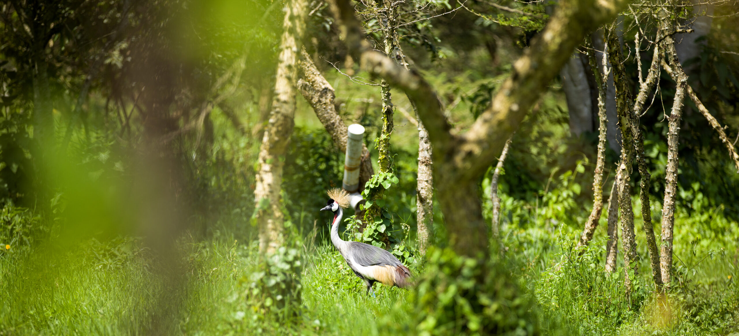 Umusambi Village Guide: Grey Crowned Cranes, Birding & Map (2026)