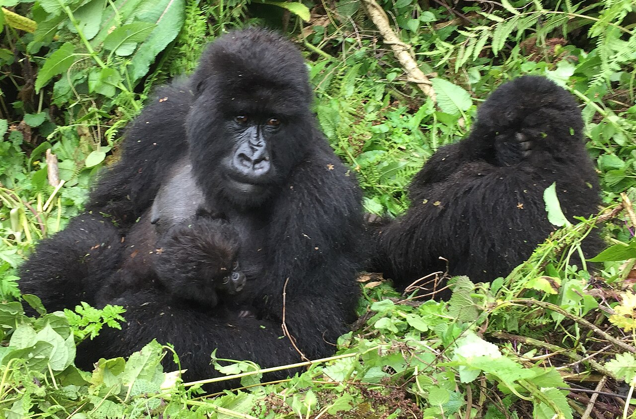 Volcanoes National Park Rwanda: Gorillas, Permits & Map (2026)