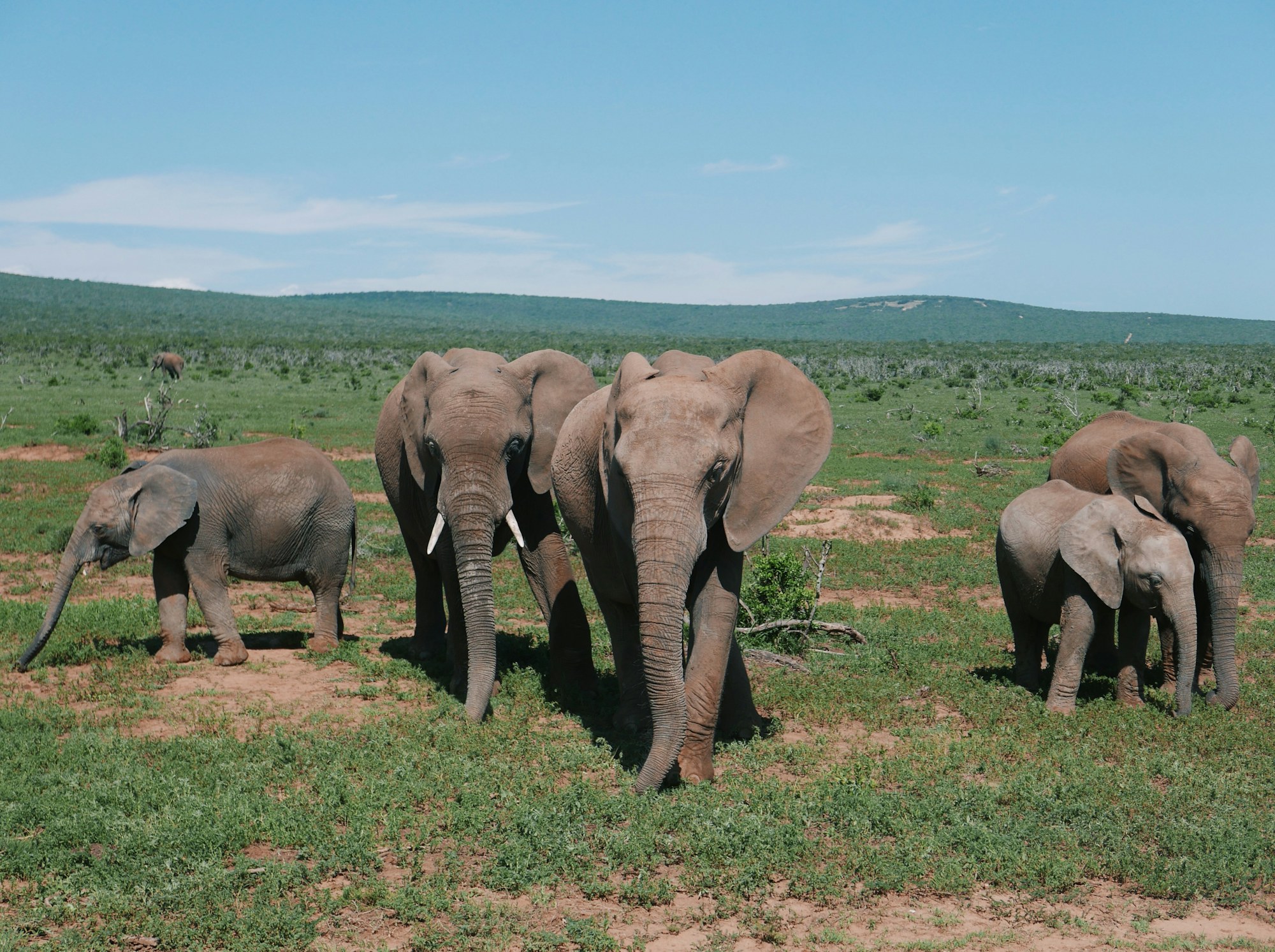 African elephant in Addo Elephant National Park, South Africa