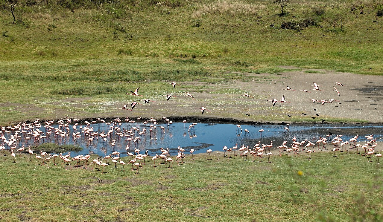 Arusha National Park Guide: Map, Wildlife & Mount Meru (2026)