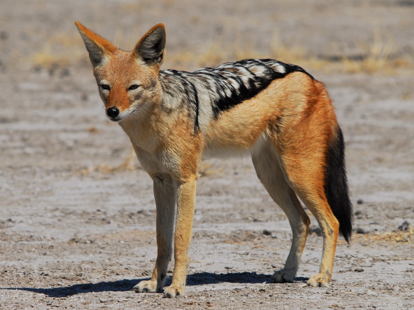 Central Kalahari Game Reserve Guide: Map, Wildlife & Tips (2026)