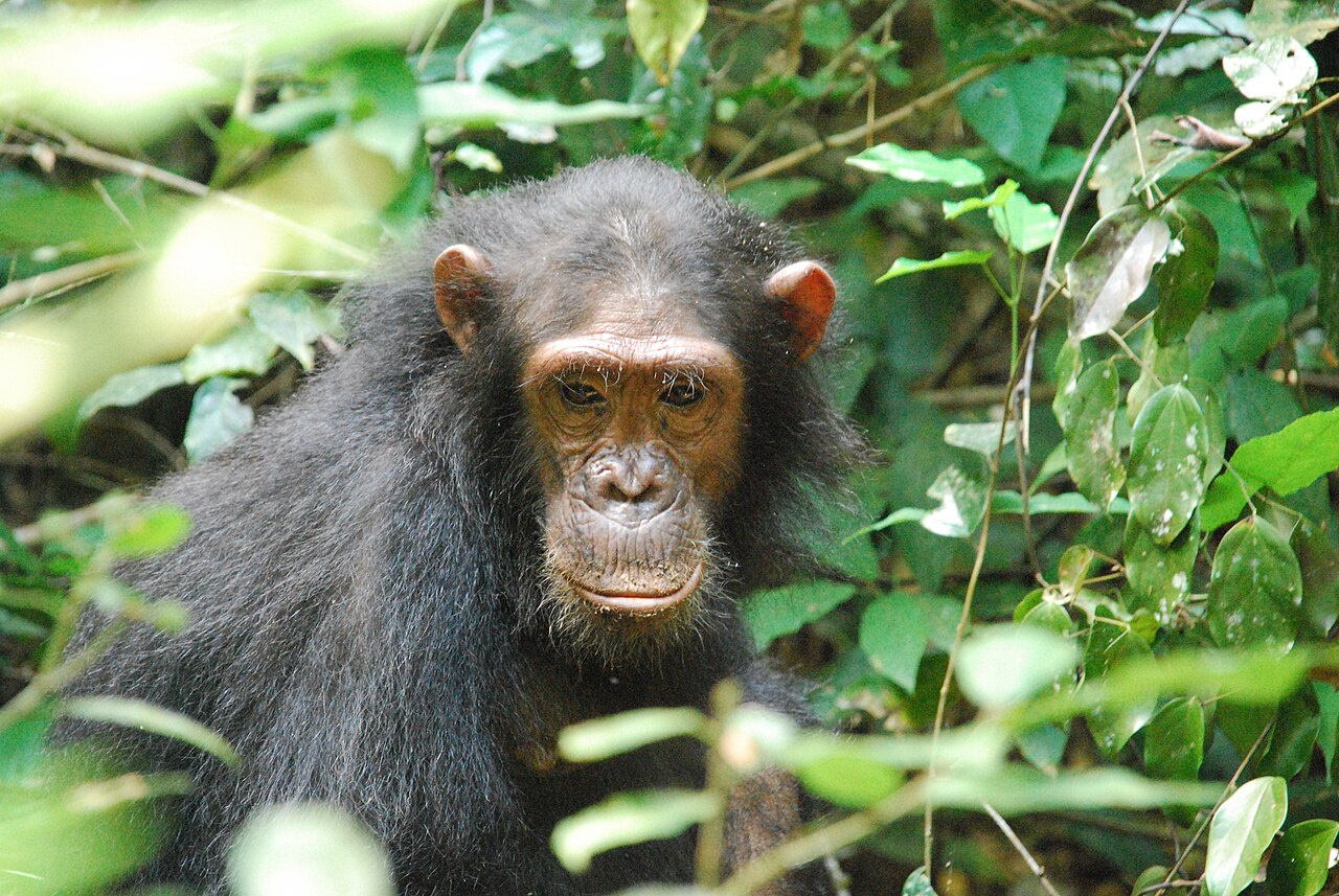 Gombe National Park Guide: Chimps & Map (2026)