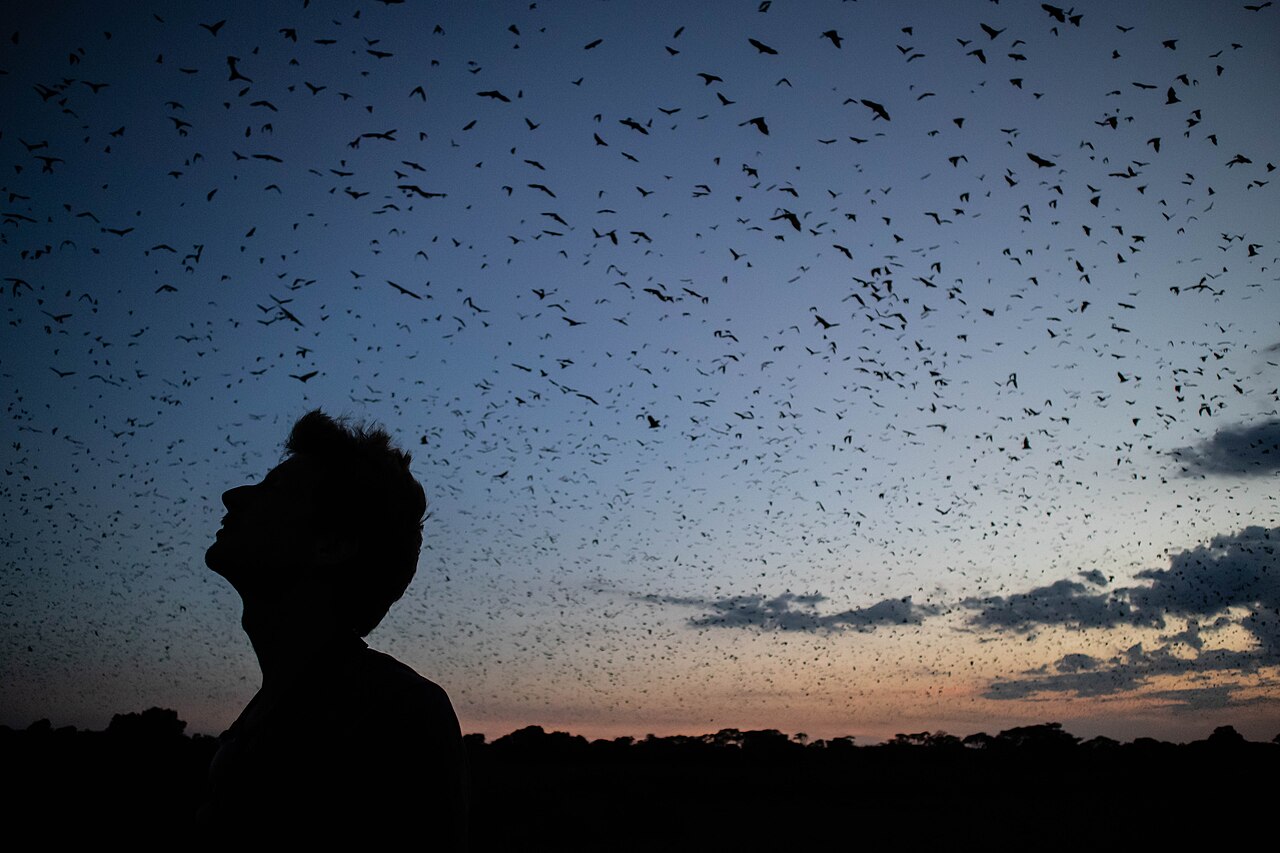 Kasanka National Park Guide: Bat Migration & Map (2026)