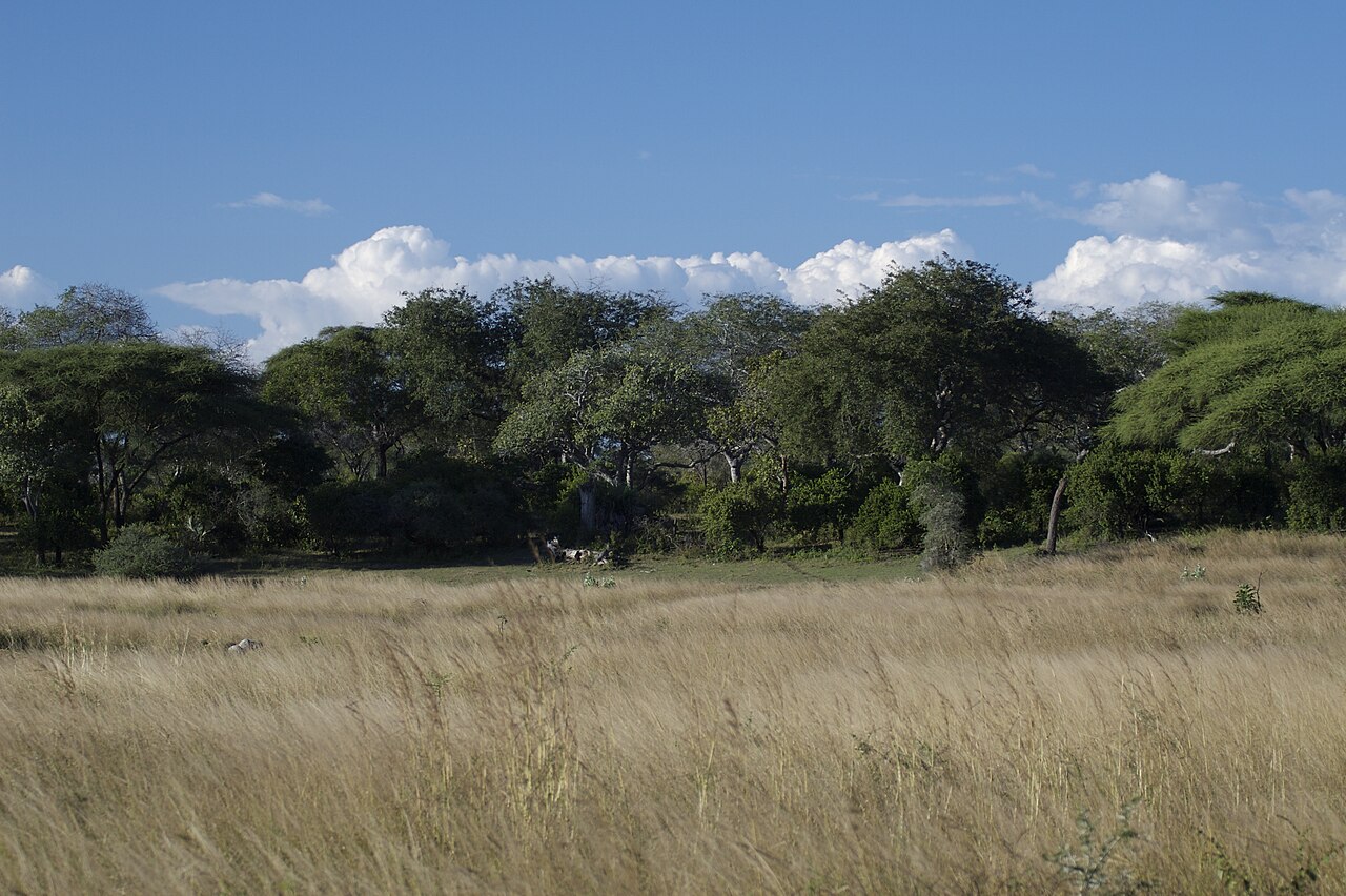 Katavi National Park Guide: Map & Safari (2026)