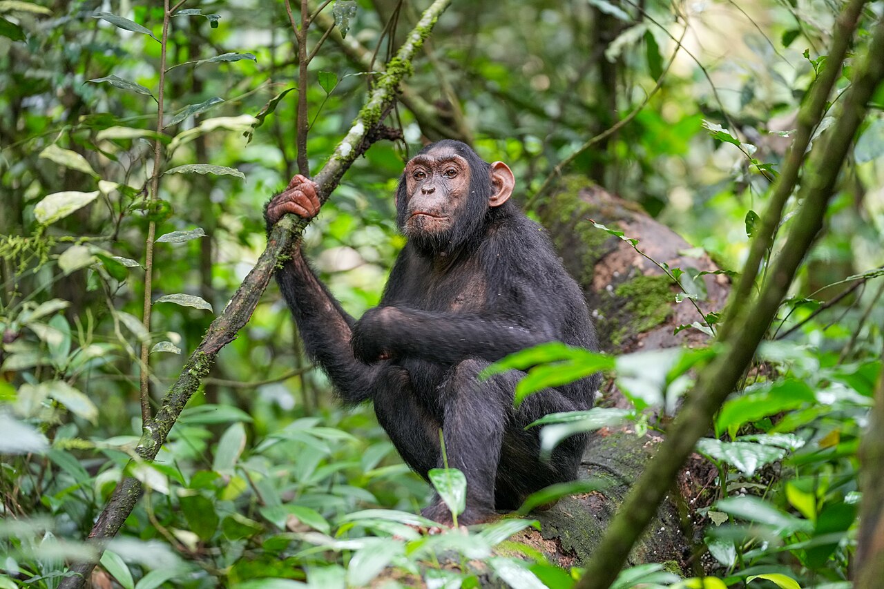 Chimpanzee perched on a mossy branch in Kibale National Park, Uganda