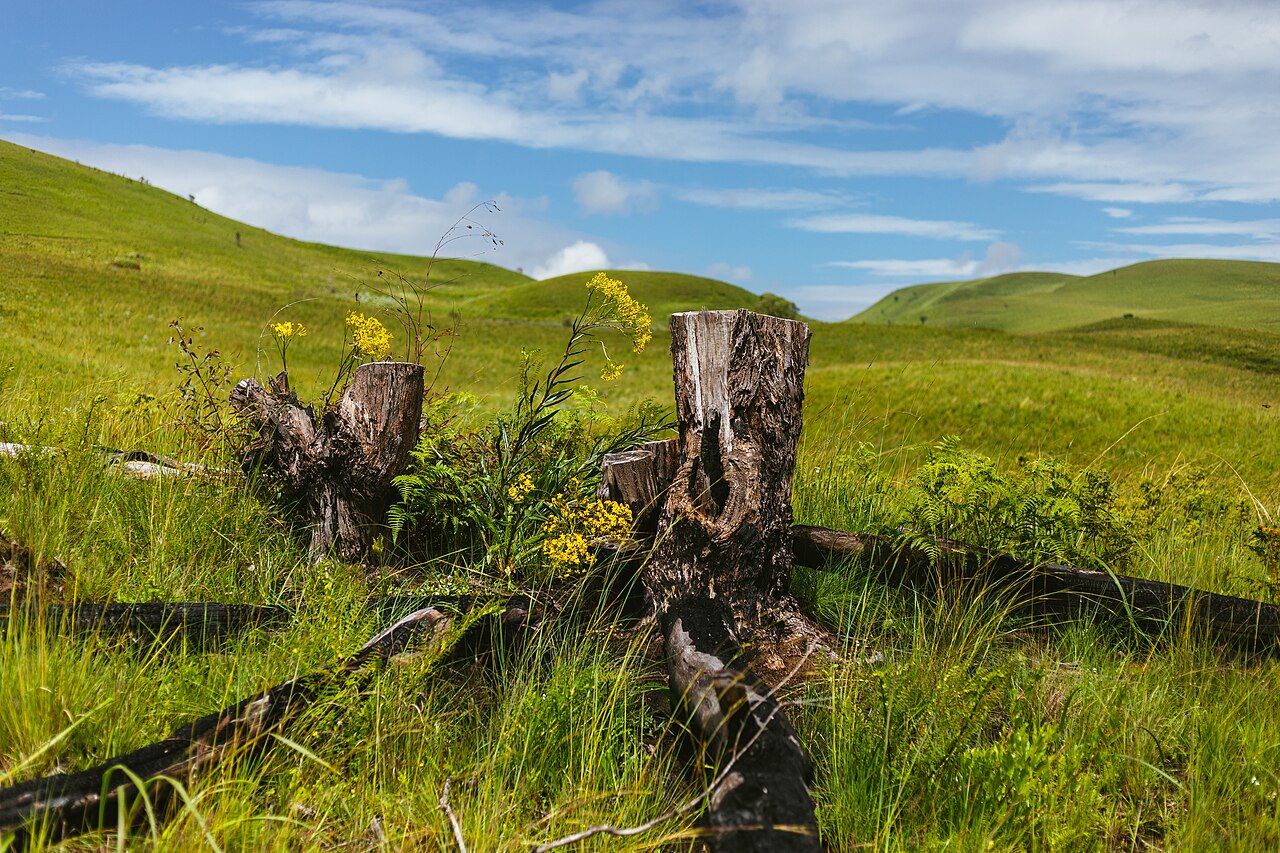 Kitulo National Park Guide: Flowers, Hikes & Map (2026)