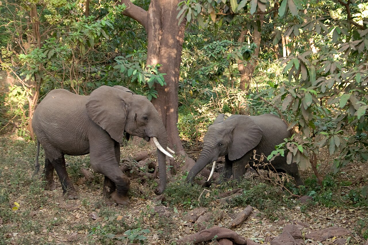 African elephants in Lake Manyara National Park, Tanzania