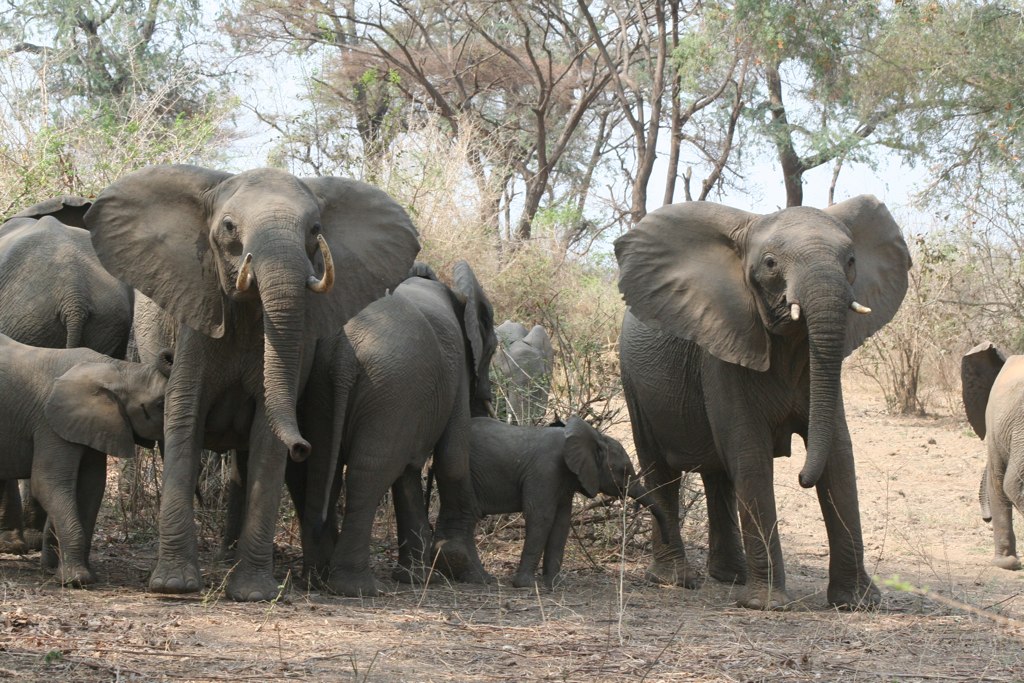 Lower Zambezi National Park Guide: Map & Safari (2026)