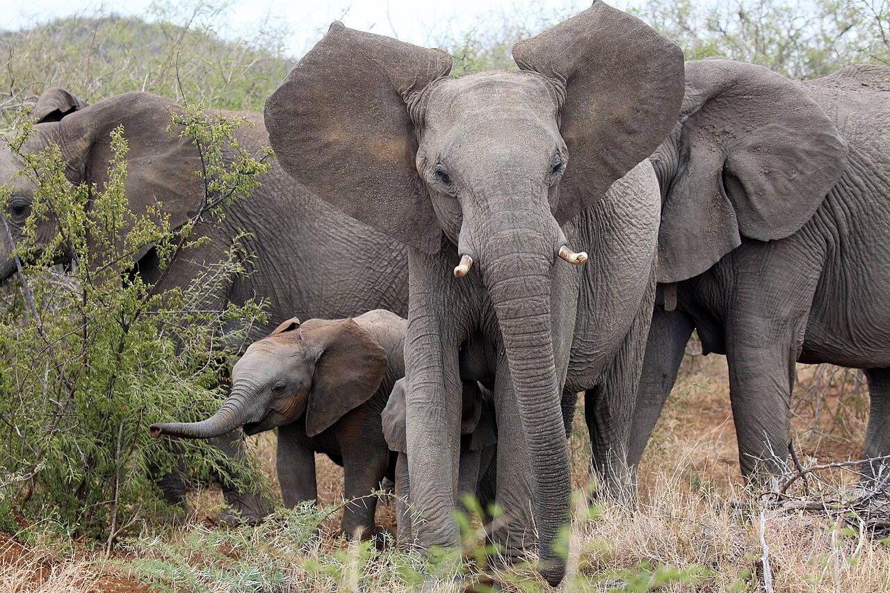African elephants in Madikwe Game Reserve, South Africa