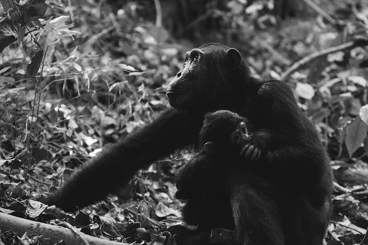 Mahale Mountains National Park Guide: Chimps & Map (2026)