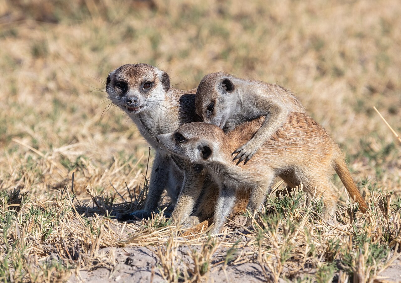 Makgadikgadi Pans Game Reserve Guide: Map & Wildlife (2026)