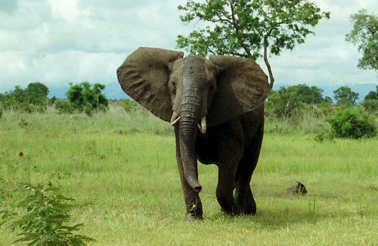 Mikumi National Park Guide: Map & Best Time (2026)