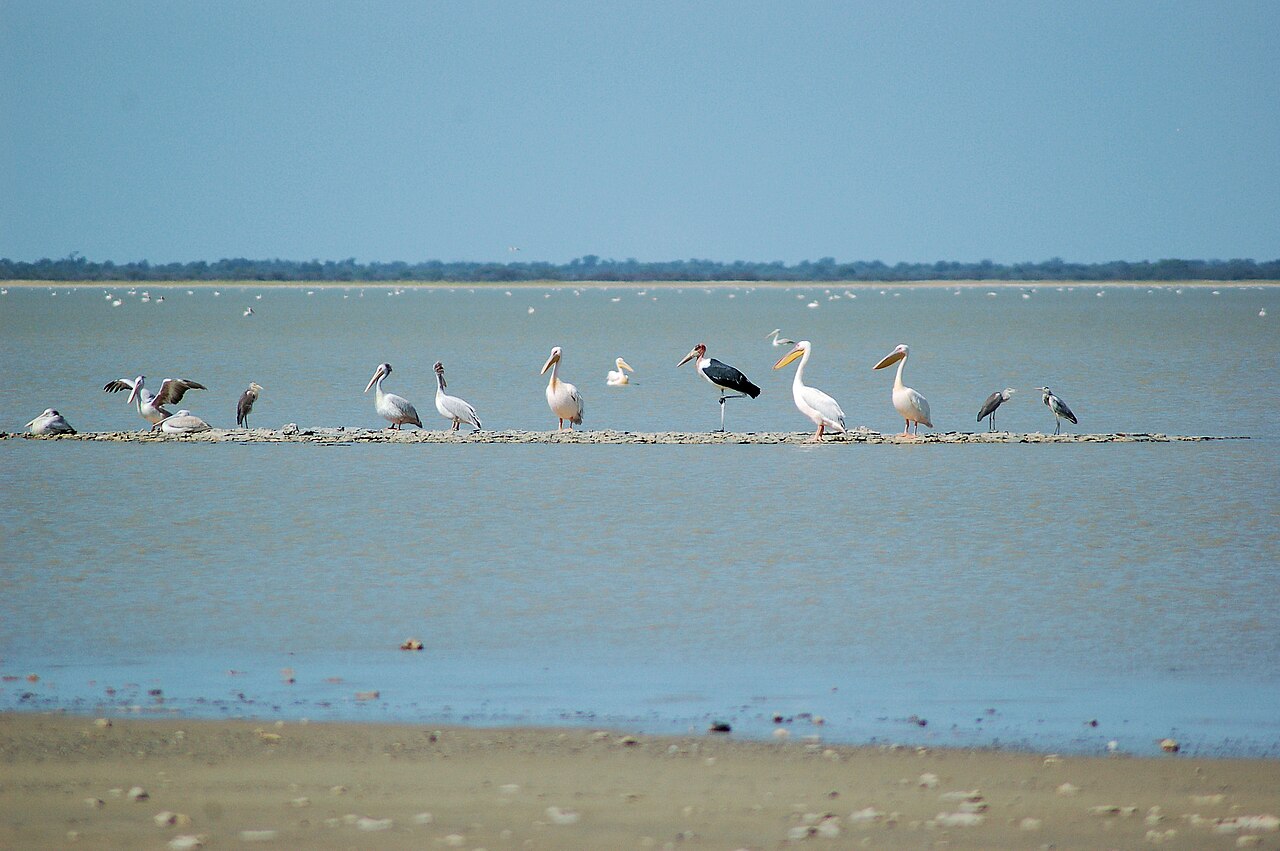 Nata Bird Sanctuary Guide: Flamingos, Map & Best Time (2026)