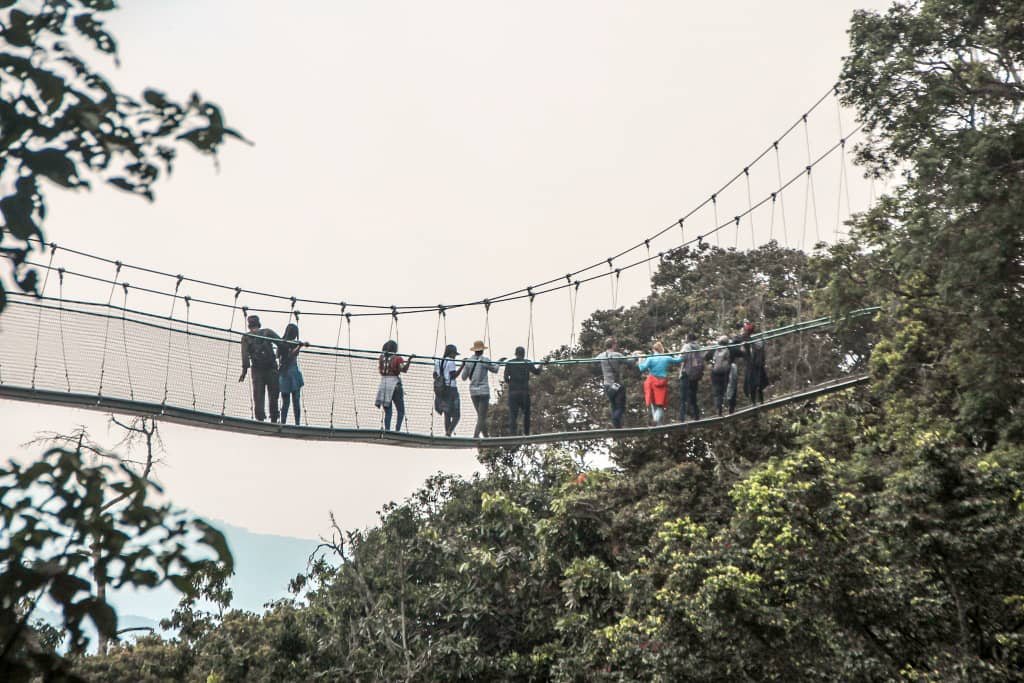 Nyungwe National Park Guide: Chimps, Canopy & Map (2026)