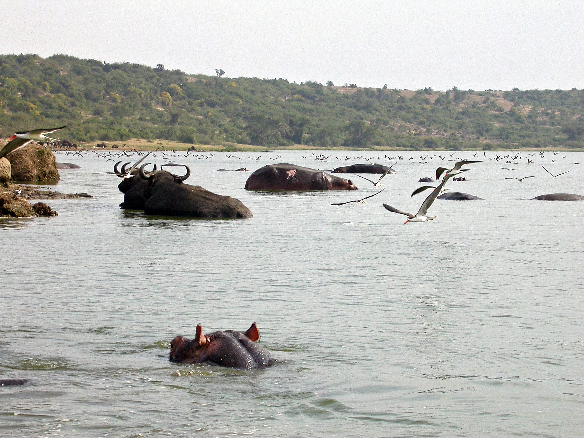 Kazinga Channel in Queen Elizabeth National Park, Uganda