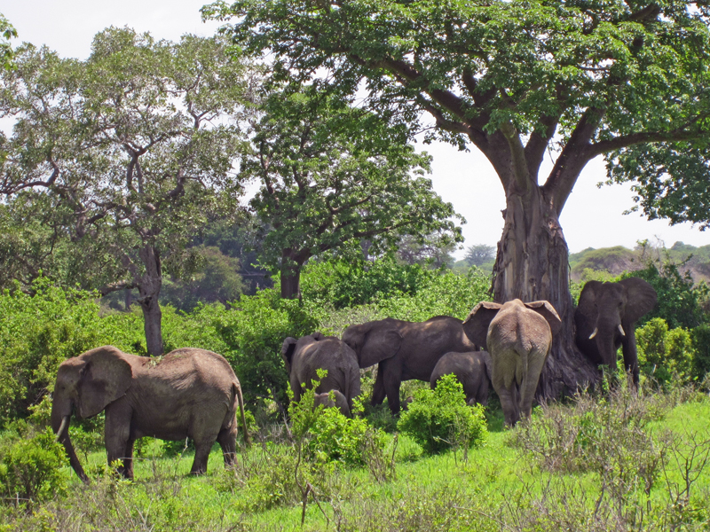 Elephants in Ruaha National Park, Tanzania
