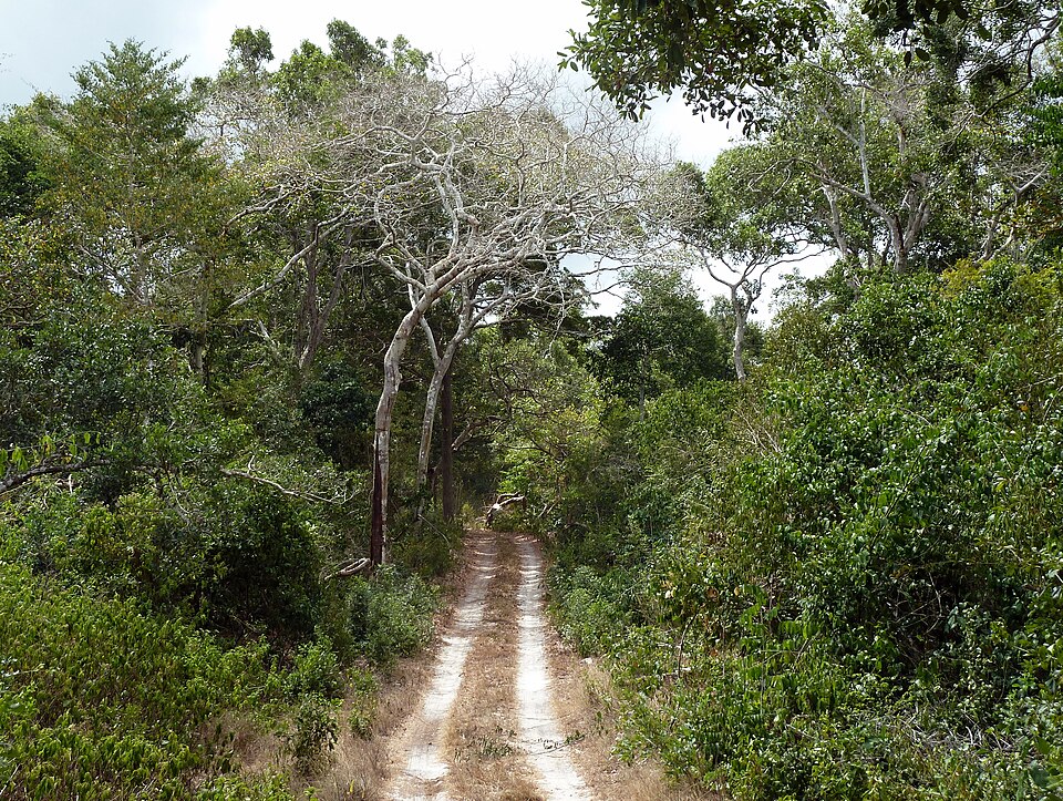 Forest route beneath Arabuko-Sokoke canopy