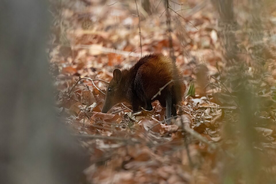 Golden-rumped sengi species image