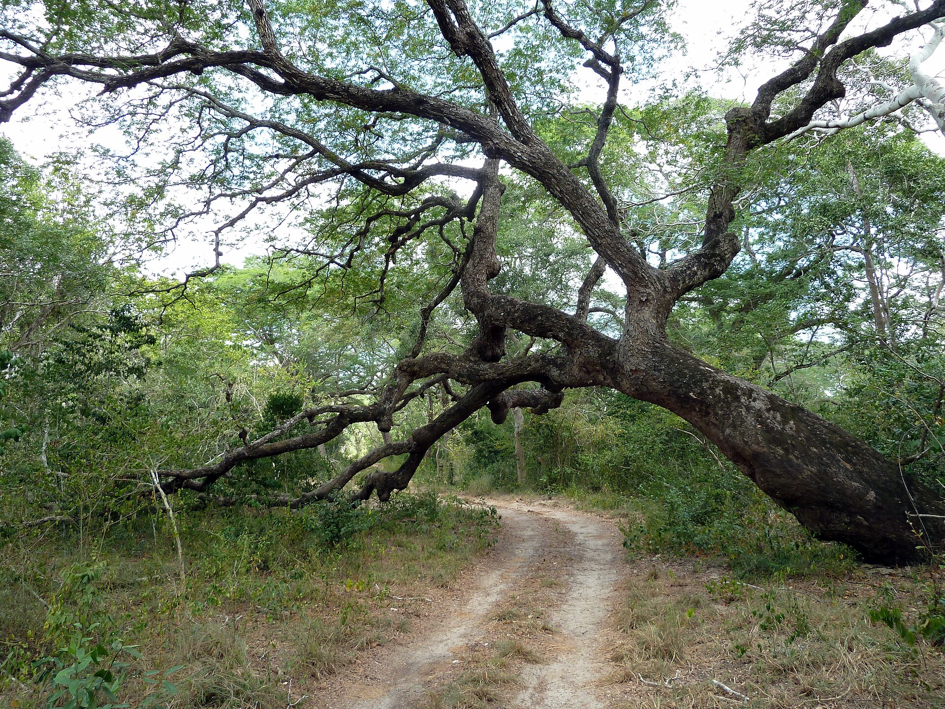 Arabuko-Sokoke Forest Reserve Guide: Birds, Wildlife, Map & Watamu (2026)