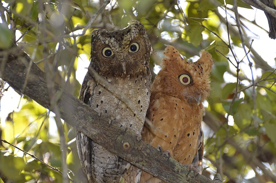 Sokoke scops owl species image