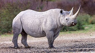 Black rhinoceros identification photograph, may have been photographed outside Mkhaya