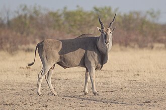 Eland identification photo; not a guarantee of a sighting at Malolotja