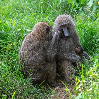 Olive baboon identification photograph, taken outside Chyulu Hills