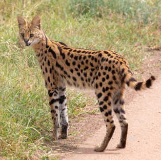 Serval — illustrative regional wildlife or habitat photograph