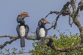 Silvery-cheeked hornbill: illustrative species identification image
