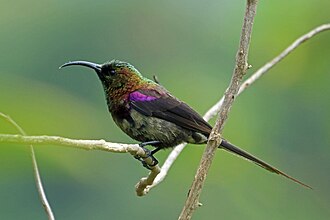 Sunbirds: illustrative identification photo
