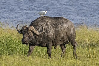 African buffalo identification photograph, taken outside Chyulu Hills