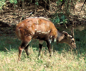 Bushbuck: representative identification photograph, not necessarily taken at Mlawula