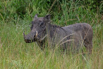 Common warthog: representative identification photograph, not necessarily taken at Mlawula