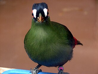 Hartlaubโs turaco identification photograph, taken outside Chyulu Hills