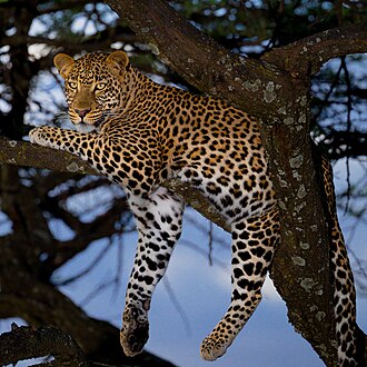 Leopard identification photo; not a guarantee of a sighting at Malolotja