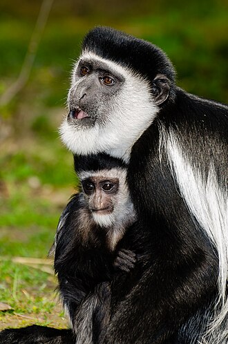 Black-and-white colobus identification photograph, taken outside Chyulu Hills