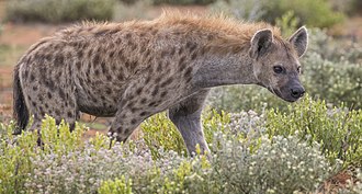 Spotted hyena: representative identification photograph, not necessarily taken at Mlawula