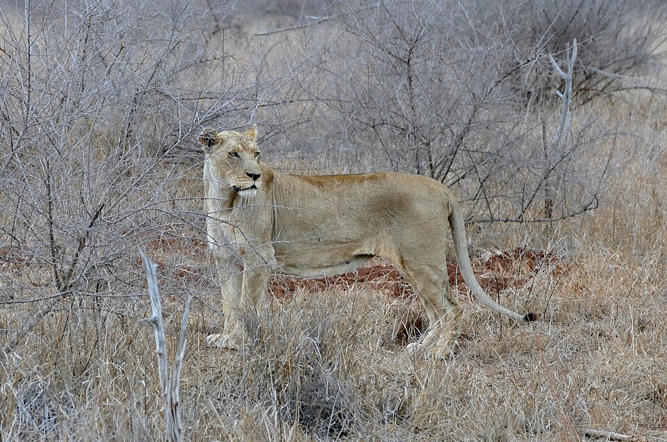 Lion reference photograph in Hlane Royal National Park