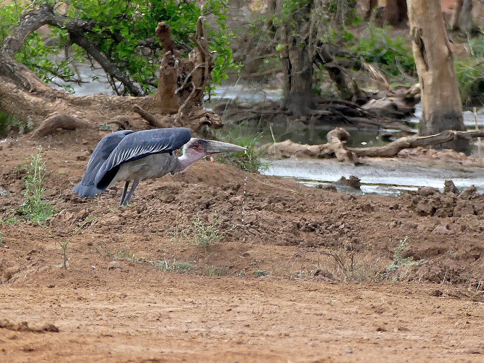 Marabou stork identification photograph; image may be from outside Hlane